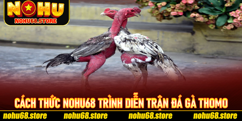 Cách Thức Nohu68 Trình Diễn Trận Đá Gà thomo Trực Tuyến Sống Động